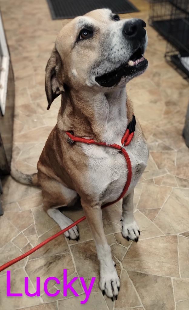 Enlarge Betty Boop, a Adoptable mixed breed in Mena, AR image 3/5