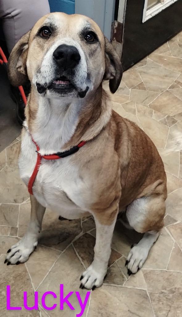 Enlarge Betty Boop, a Adoptable mixed breed in Mena, AR image 4/5