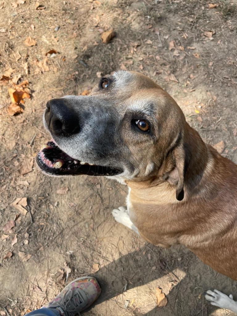 Enlarge Betty Boop, a Adoptable mixed breed in Mena, AR image 5/5