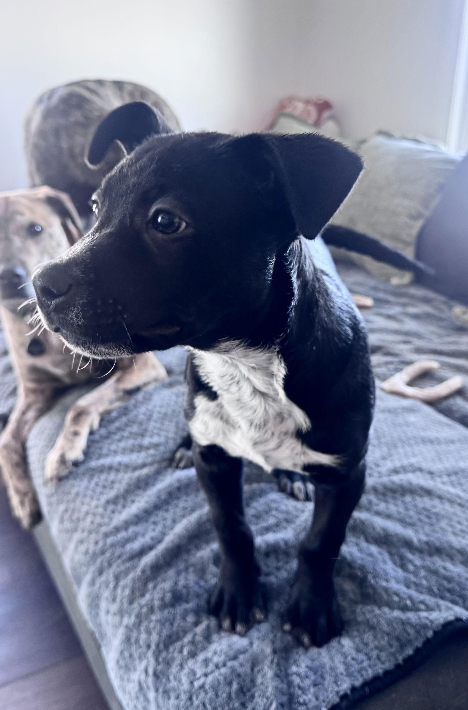 Enlarge Tinsel, a Adopted Border Collie in Columbus, IN image 1/3