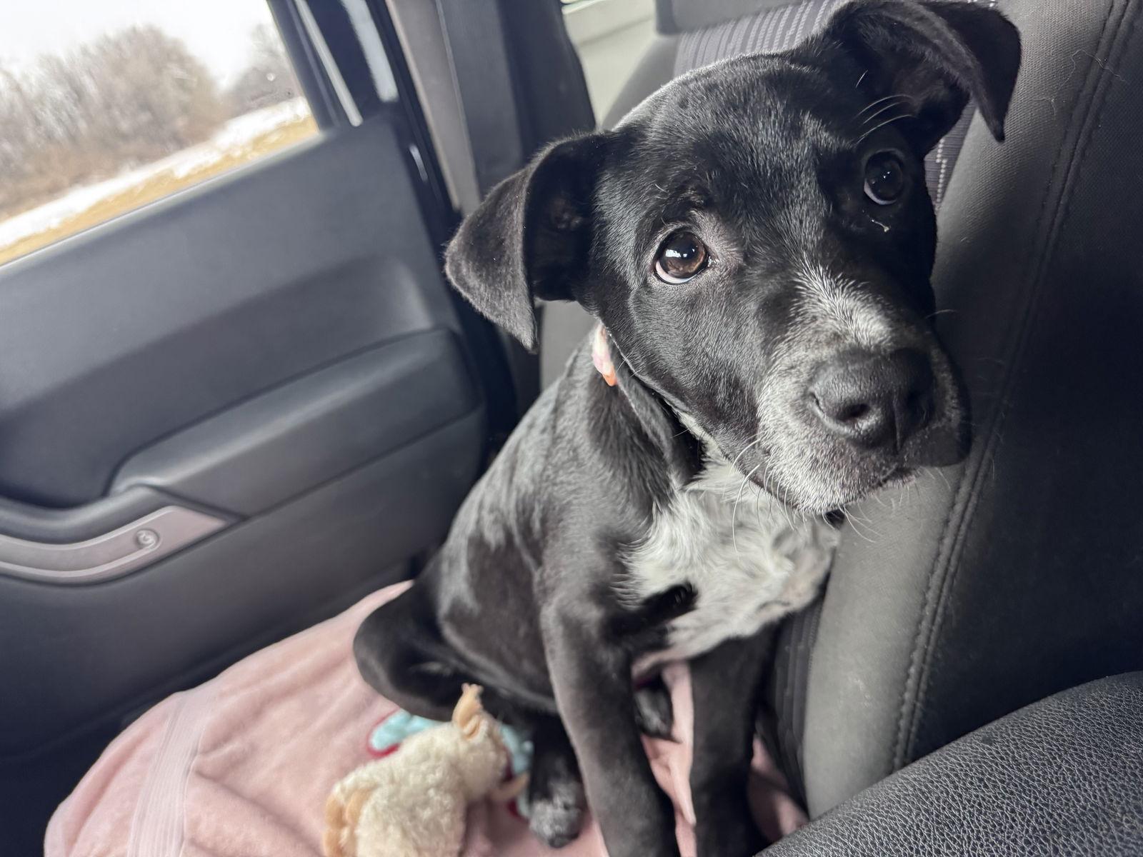 Enlarge Tinsel, a Adopted Border Collie in Columbus, IN image 2/3