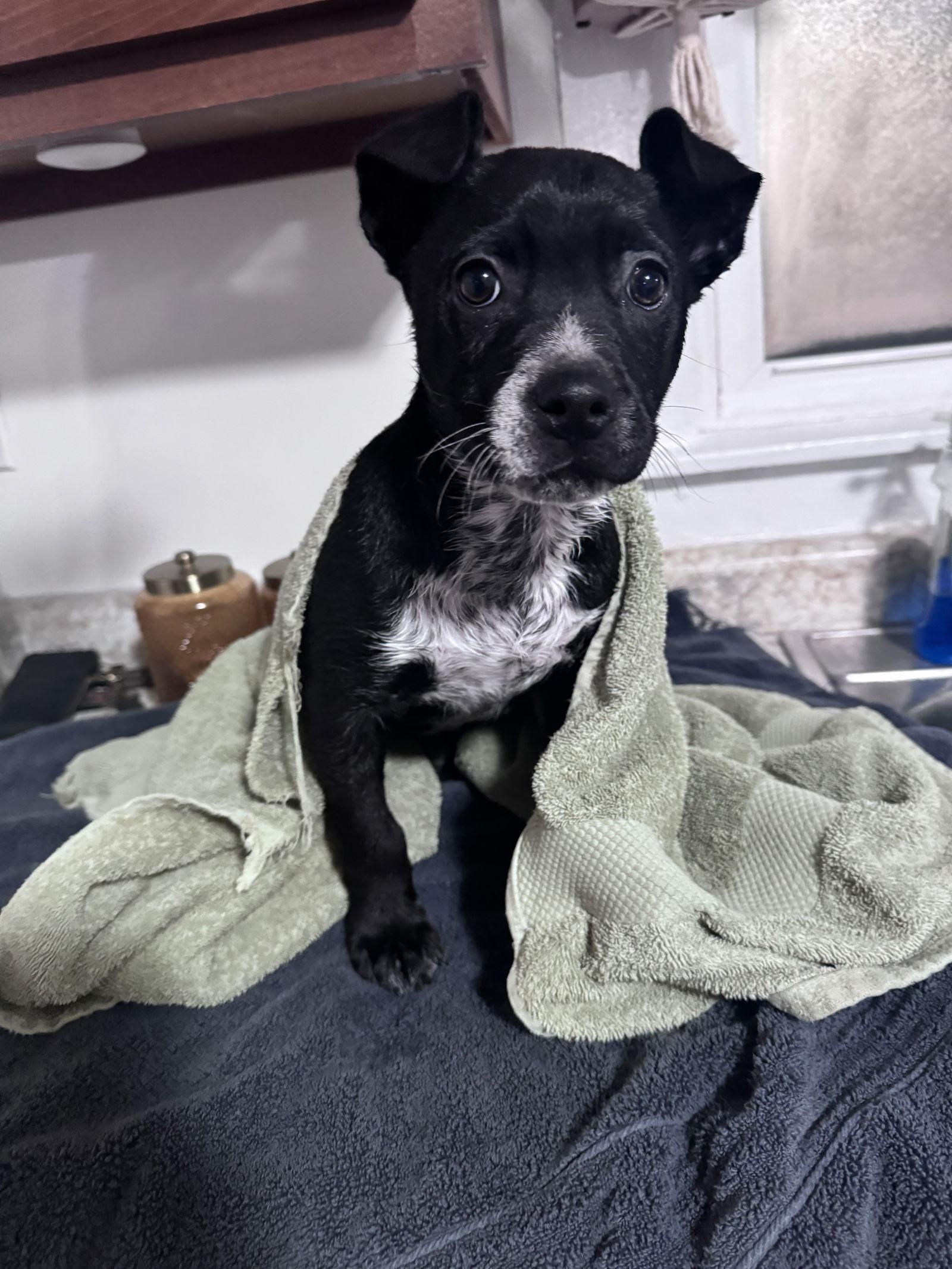 Enlarge Tinsel, a Adopted Border Collie in Columbus, IN image 3/3