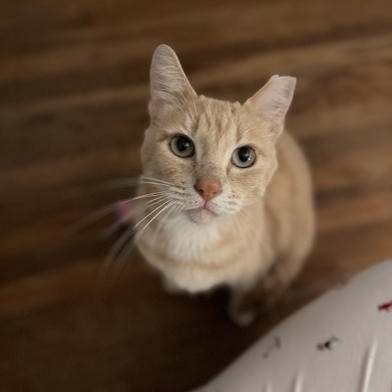 Butters, adopted, Adult Male Tabby & Domestic Short Hair.