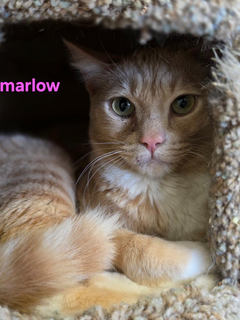 Marlow, Adoptable, Adult Male Domestic Short Hair.