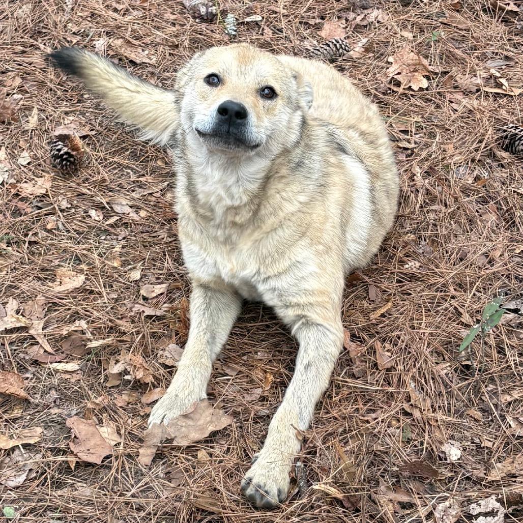 Koda — thumbnail 2