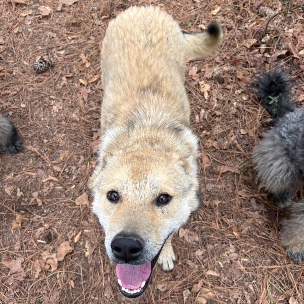 Koda — thumbnail 3