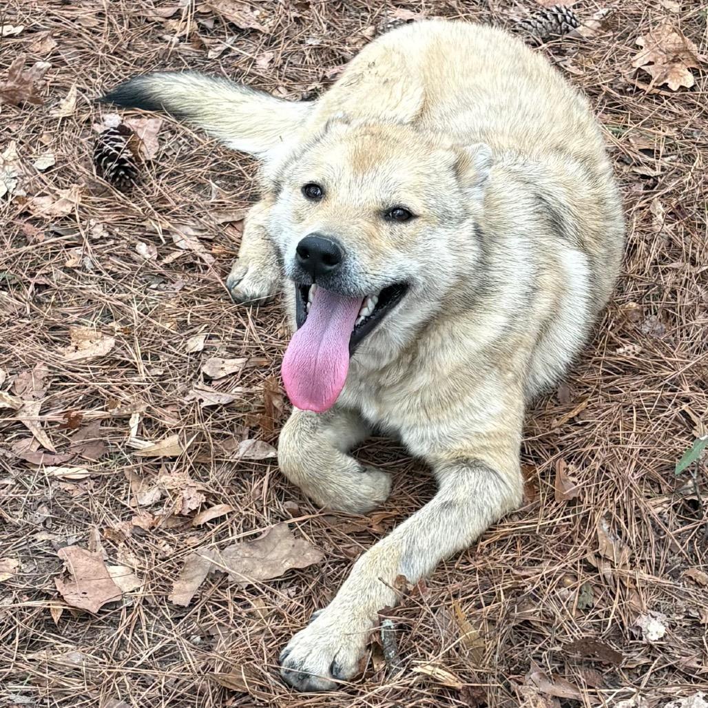 Koda — thumbnail 4