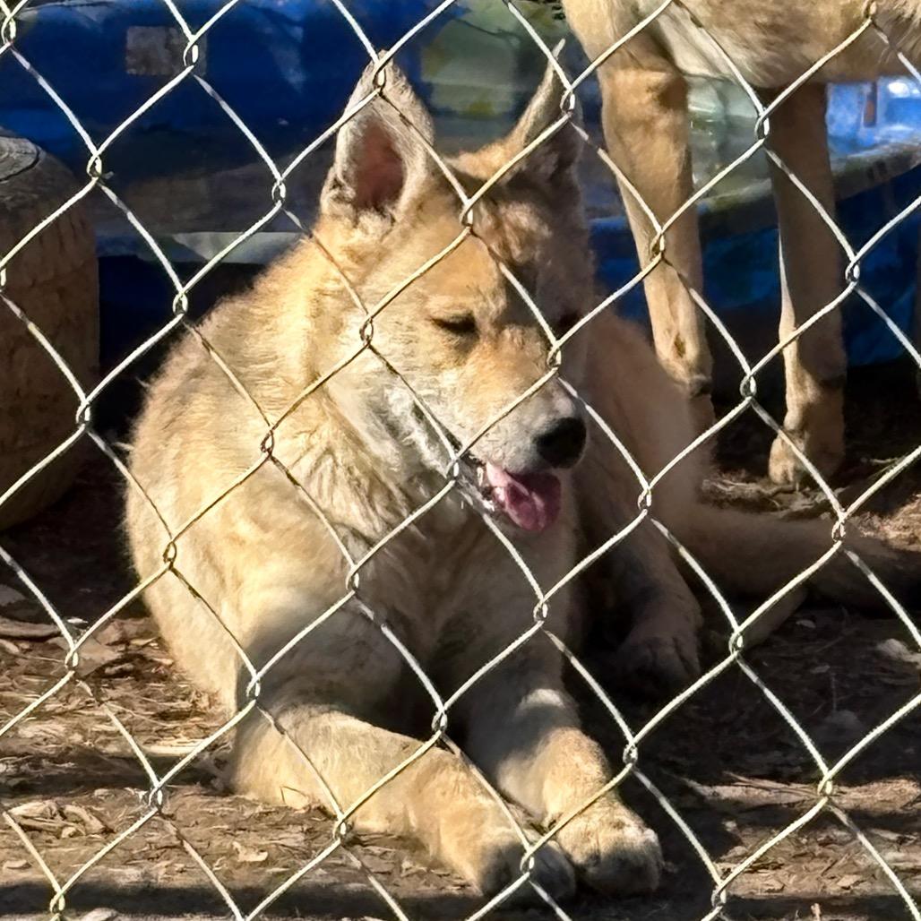 Koda — thumbnail 5