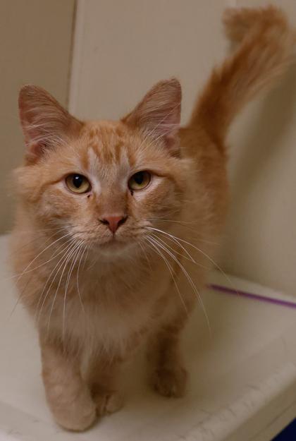 Toby, Adoptable, Adult Male Domestic Long Hair & Domestic Short Hair.