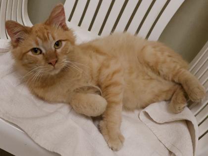 Enlarge Toby, a Adoptable mixed breed in Baraboo, WI image 2/3