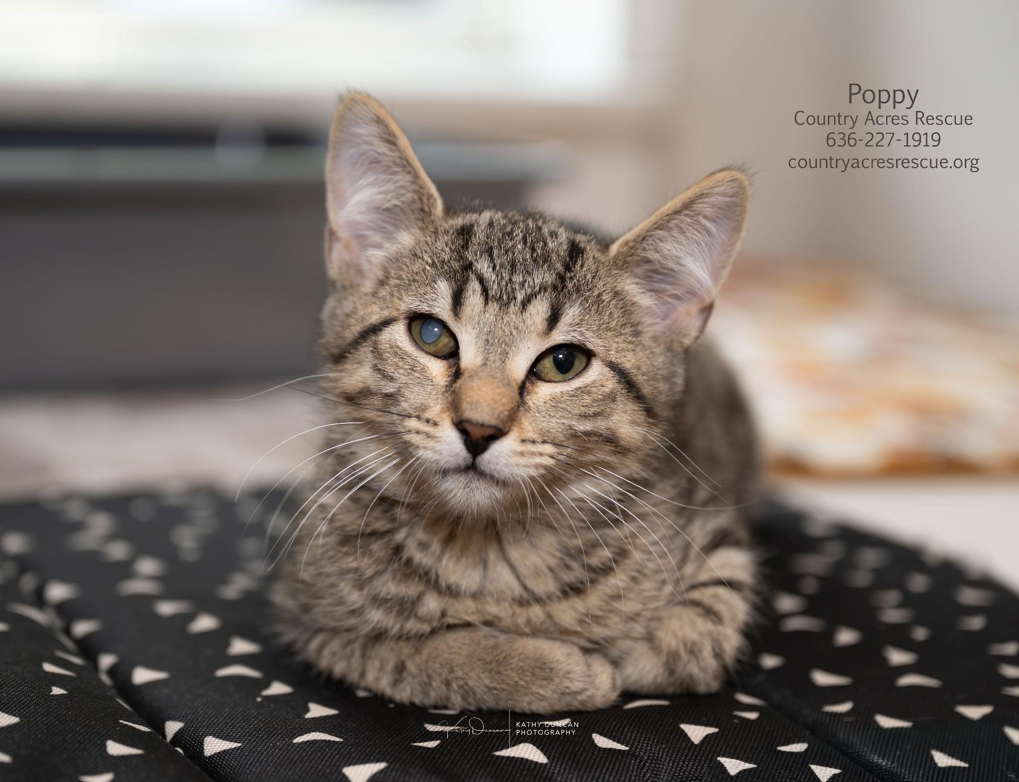 Poppy, ADOPTABLE, Kitten Female Domestic Short Hair.
