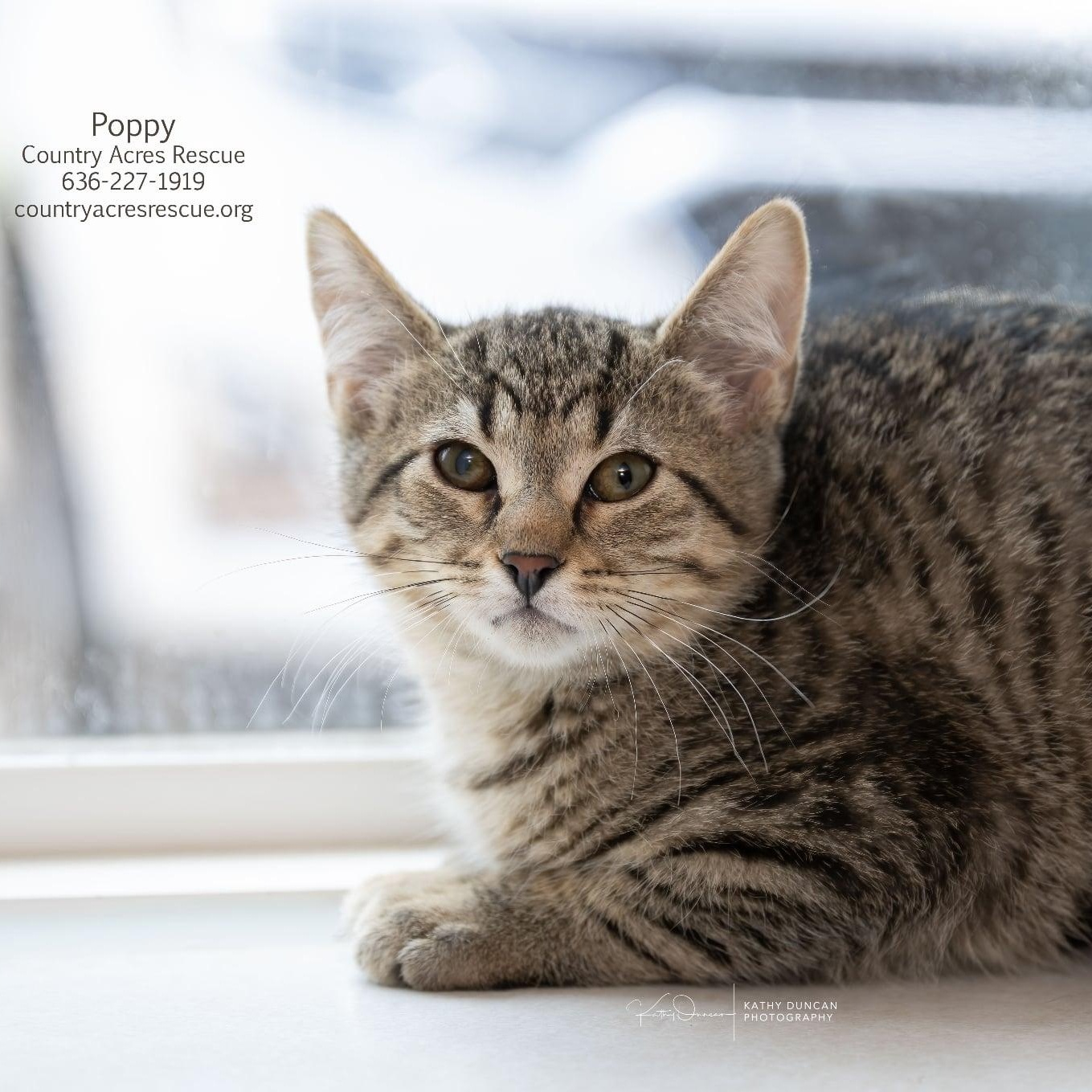 Enlarge Poppy, a ADOPTABLE Domestic Short Hair in Manchester, MO image 2/3