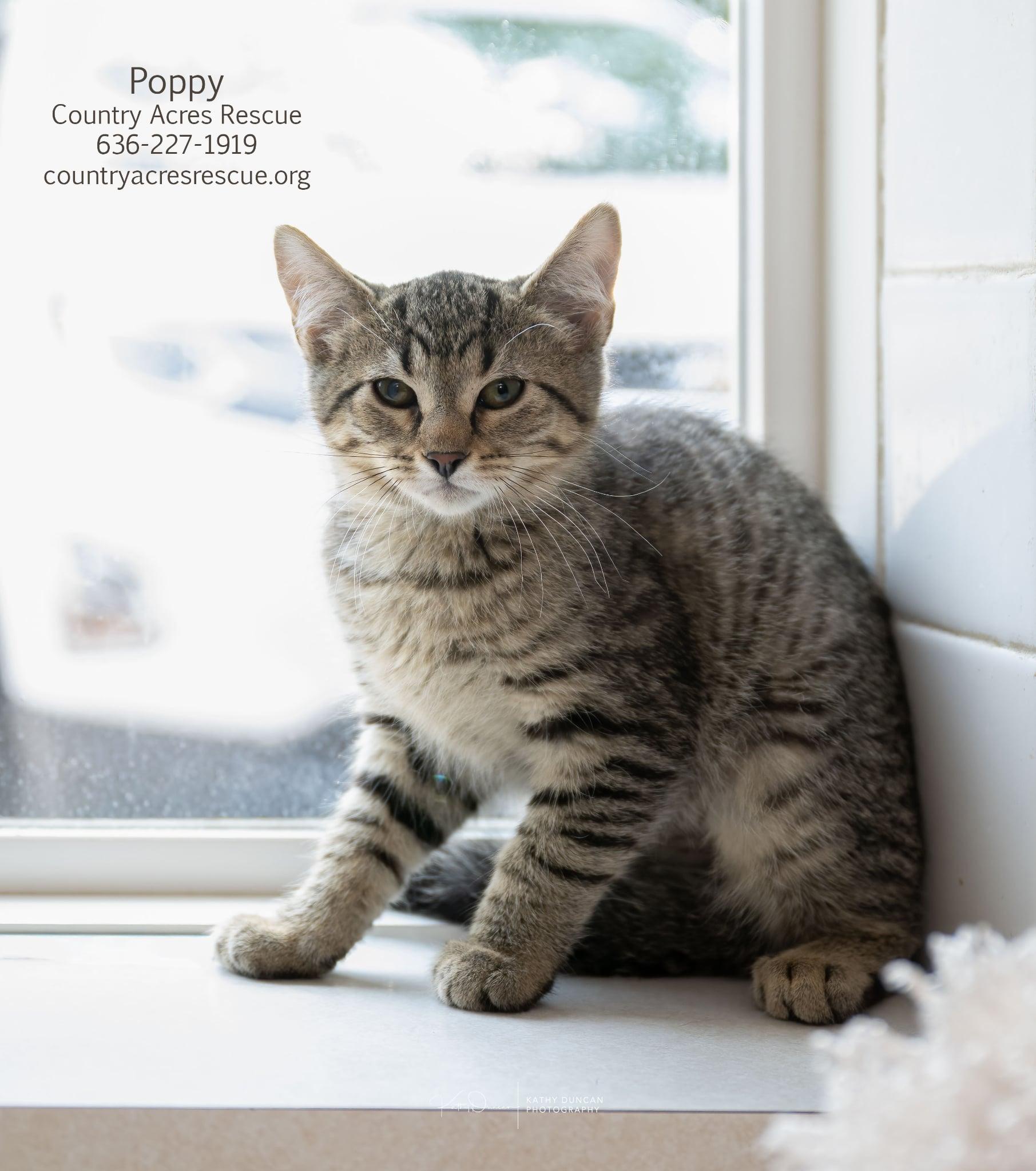 Enlarge Poppy, a ADOPTABLE Domestic Short Hair in Manchester, MO image 3/3