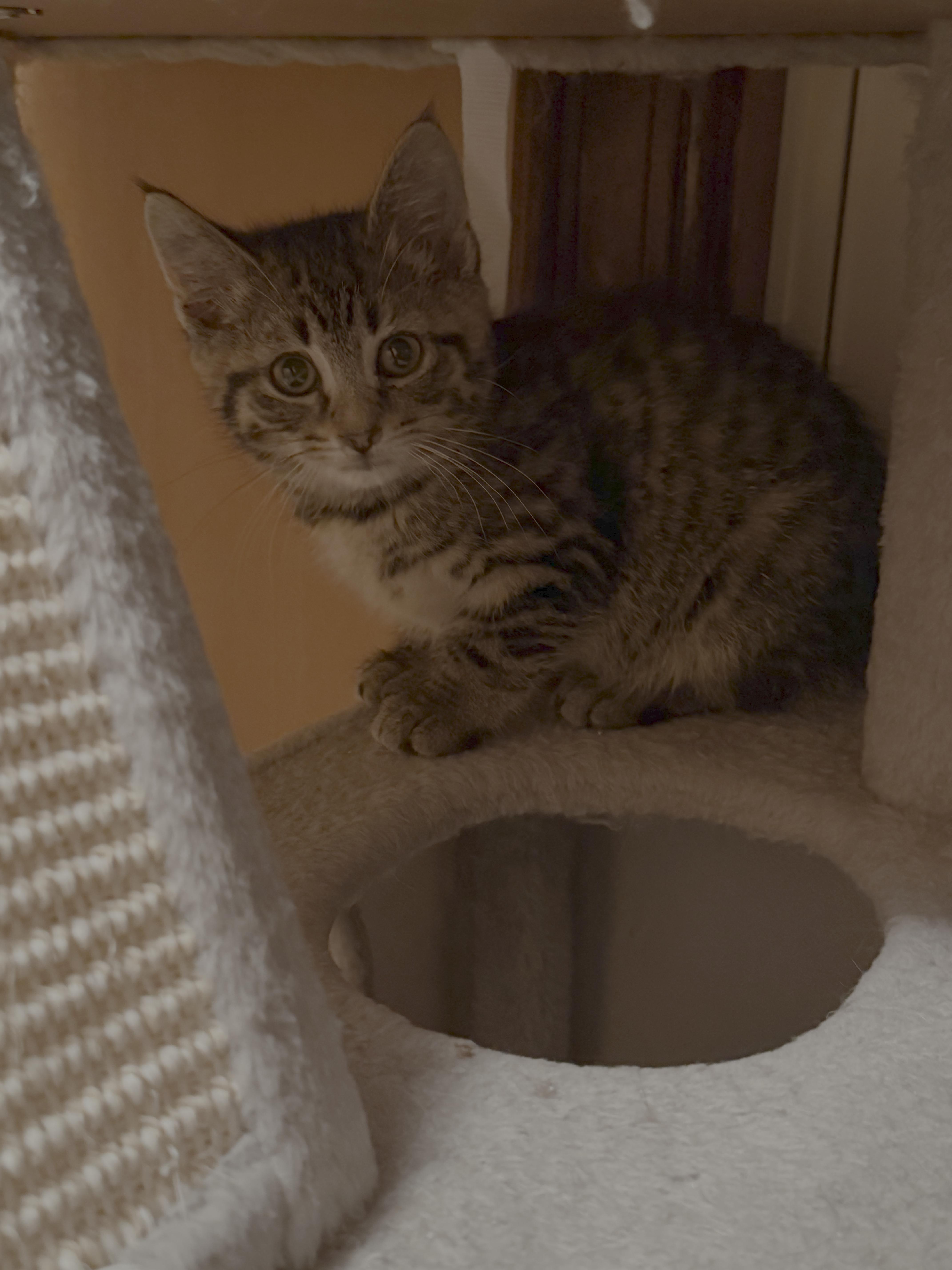 Enlarge Cashew, a Adoptable Domestic Short Hair in Bethel Park, PA image 1/1