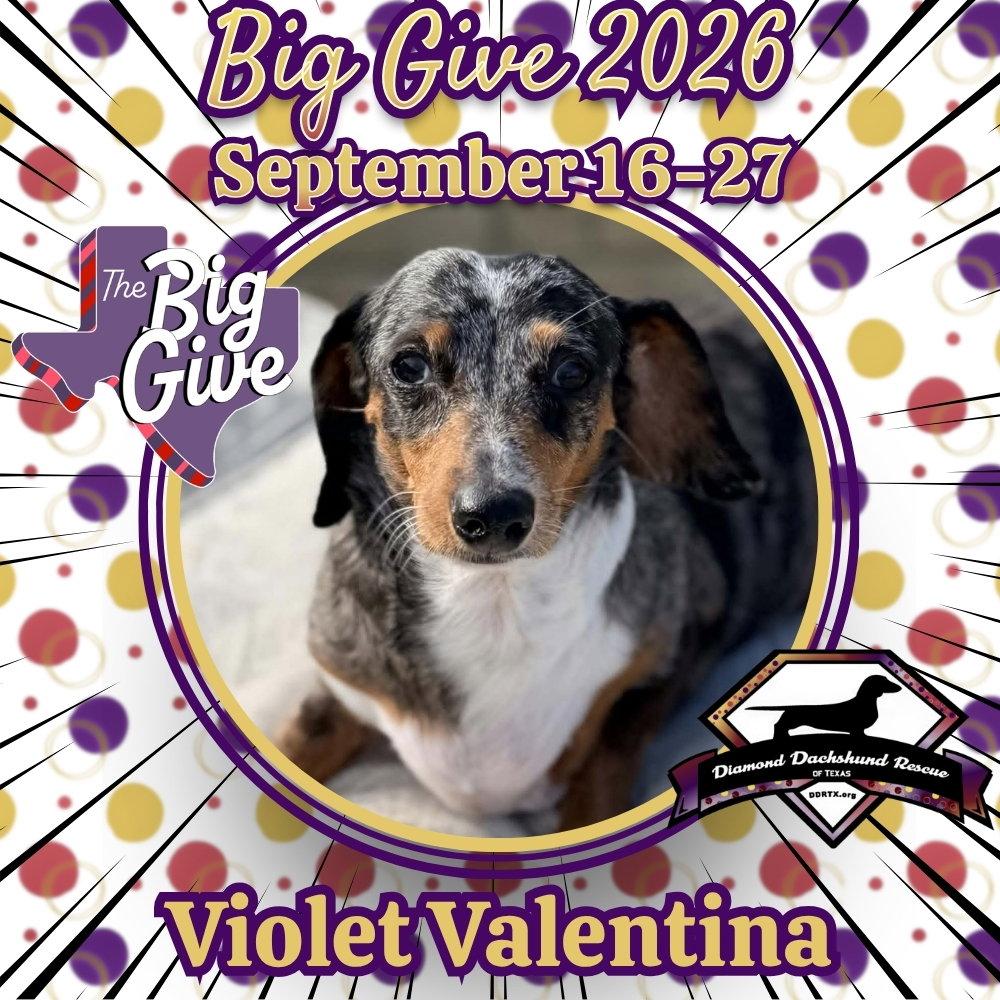 Enlarge Violet Valentina, a Adopted Dachshund in San Antonio, TX image 3/3