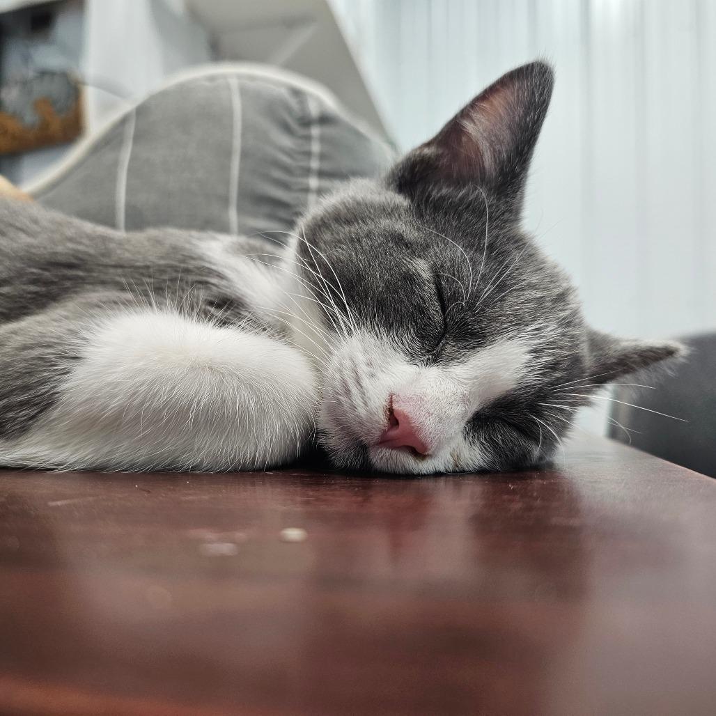 Snapchat, Adoptable, Kitten Male Domestic Medium Hair.