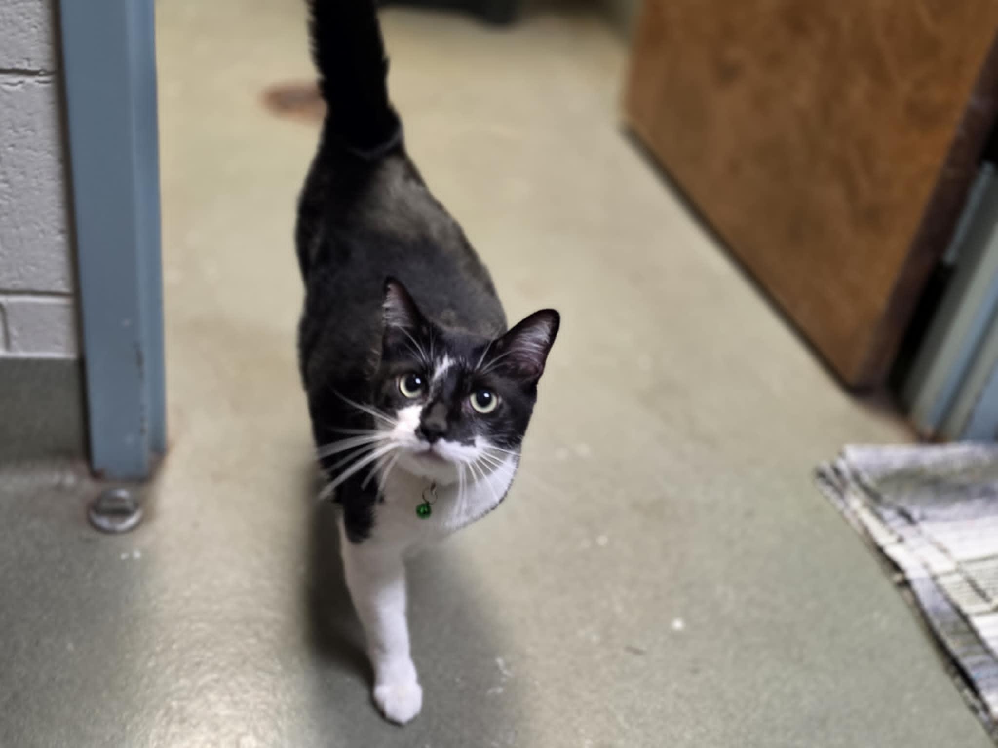 Enlarge Robert Cattinson, a ADOPTABLE Domestic Short Hair in Merrillville, IN image 3/3