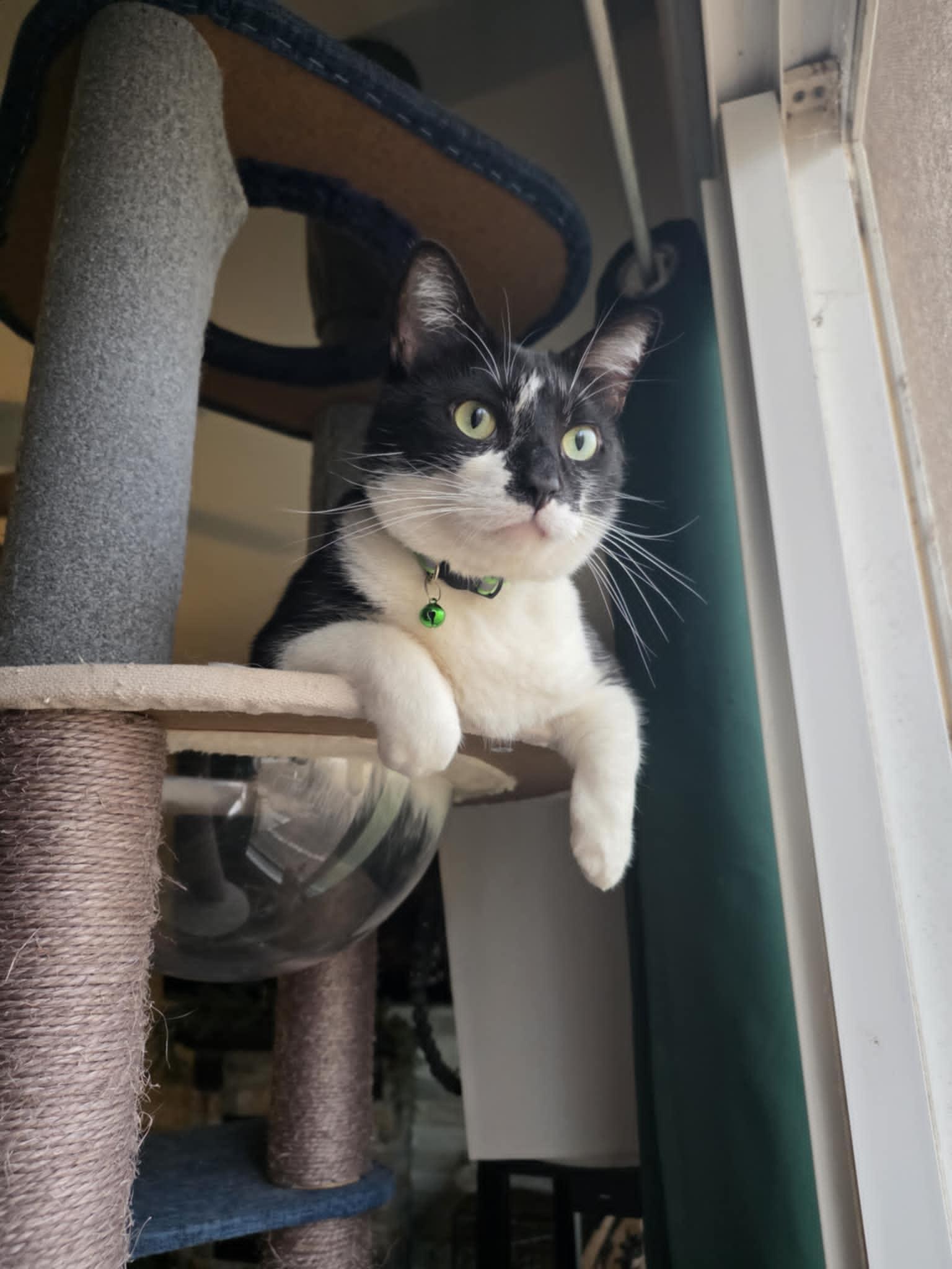 Enlarge Robert Cattinson, a ADOPTABLE Domestic Short Hair in Merrillville, IN image 2/3