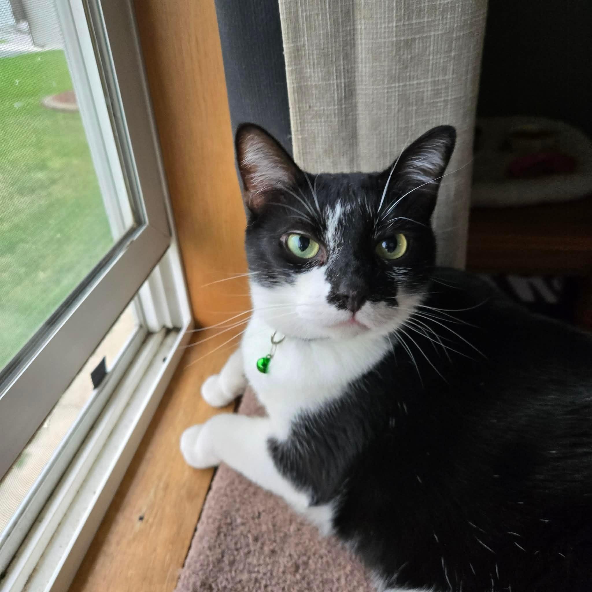 Enlarge Robert Cattinson, an adopted Domestic Short Hair in Merrillville, IN image 4/5