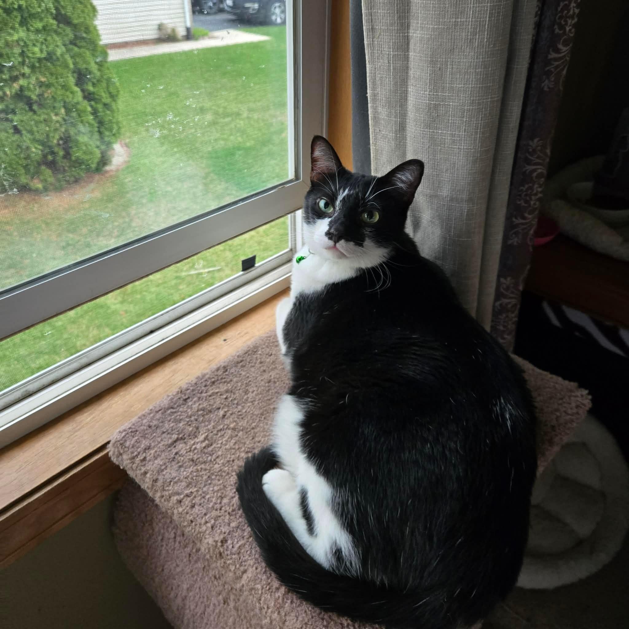 Enlarge Robert Cattinson, an adopted Domestic Short Hair in Merrillville, IN image 5/5