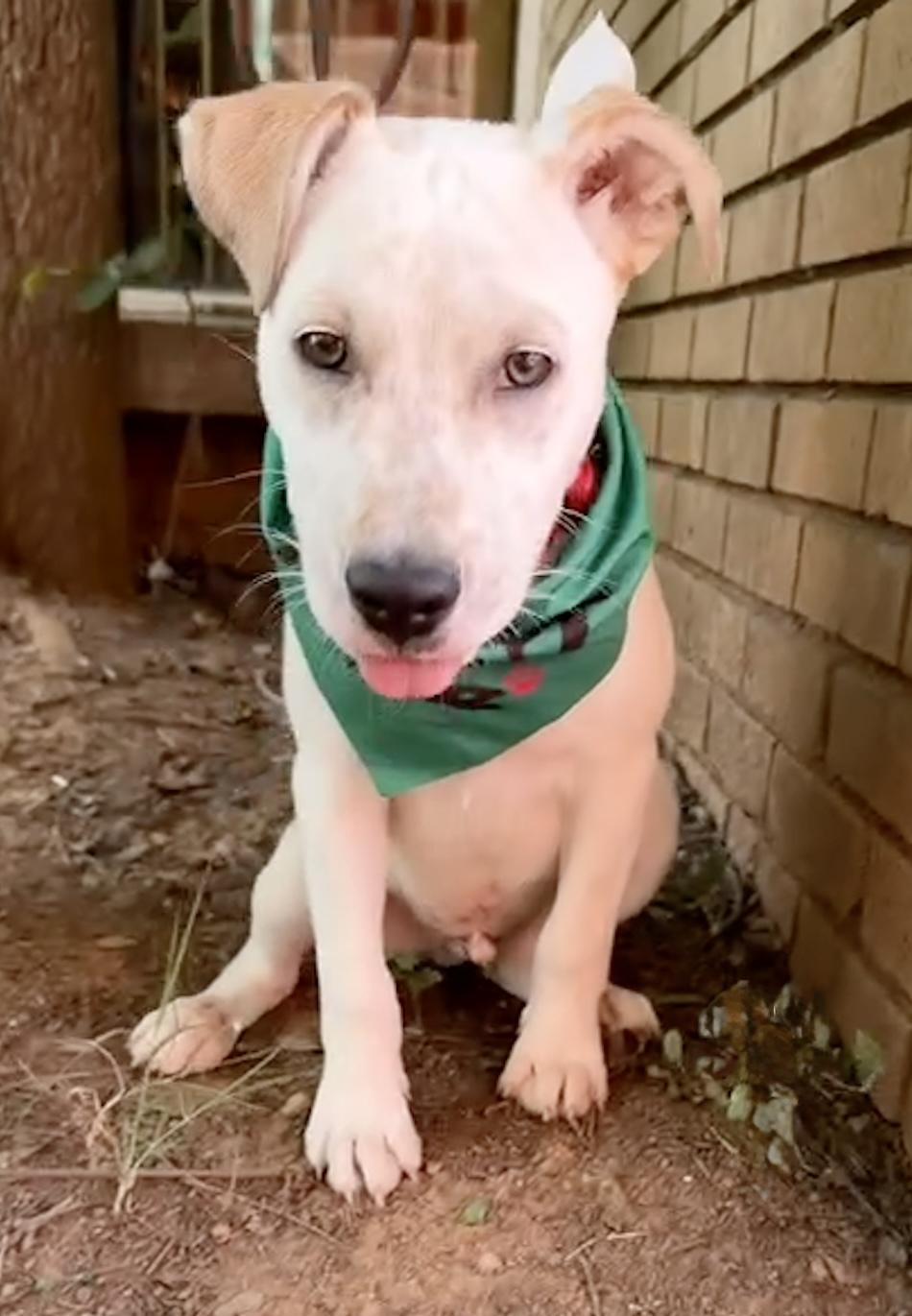 Enlarge Scout, a Adoptable mixed breed in Monroe, NC image 4/4
