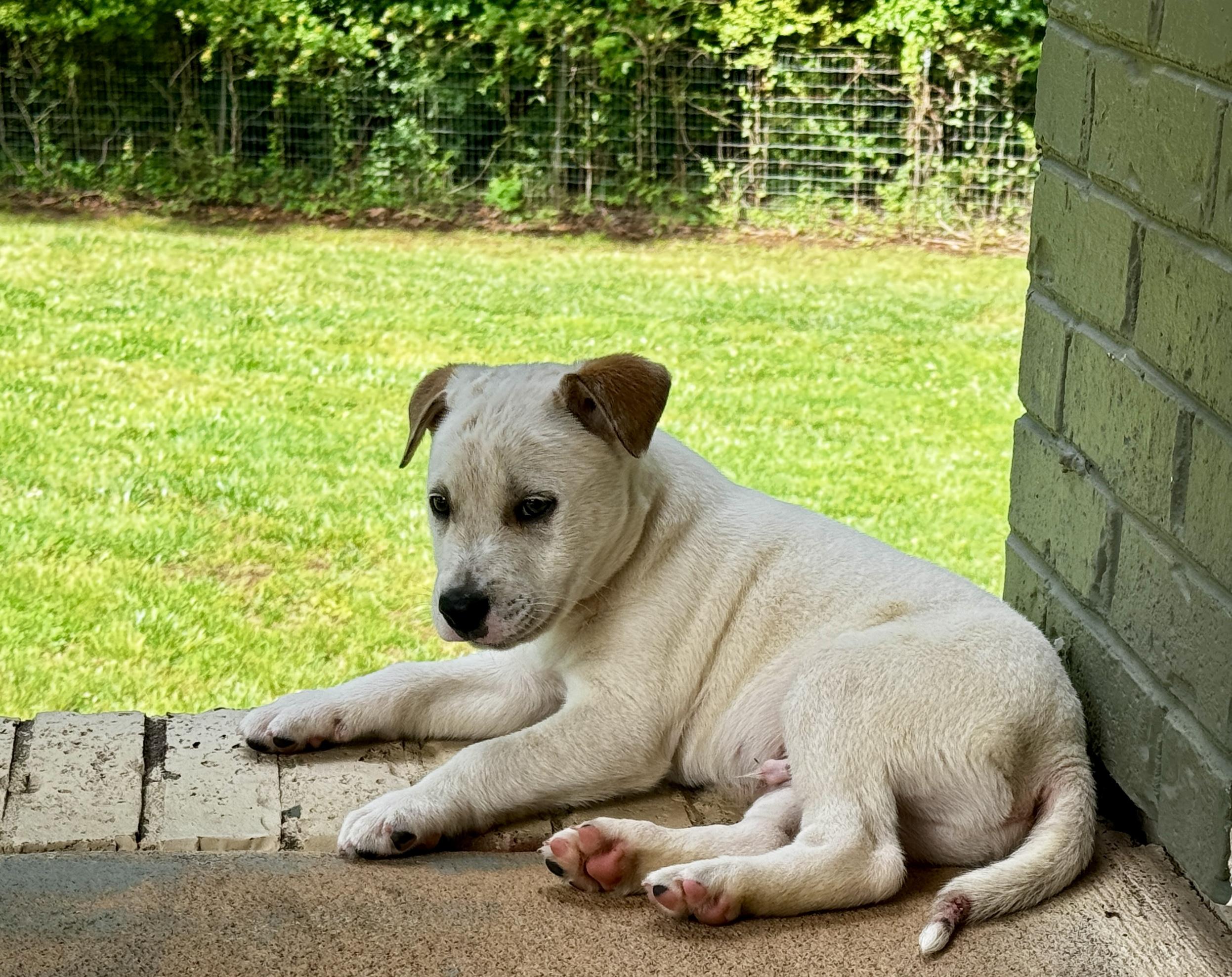 Scout, a ADOPTABLE mixed breed in Monroe, NC image 3/3