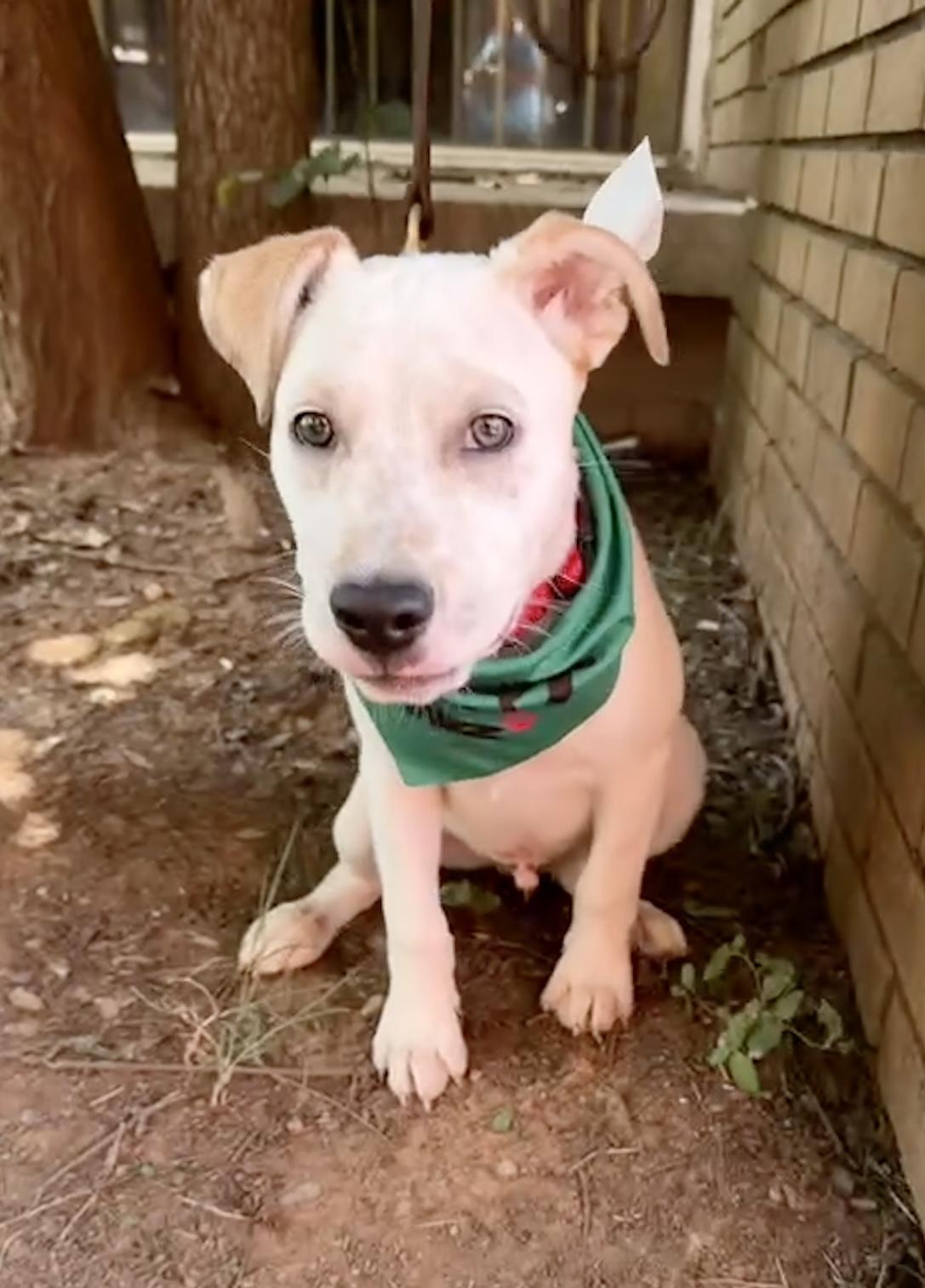 Scout, Adoptable, Puppy Male Jack Russell Terrier.