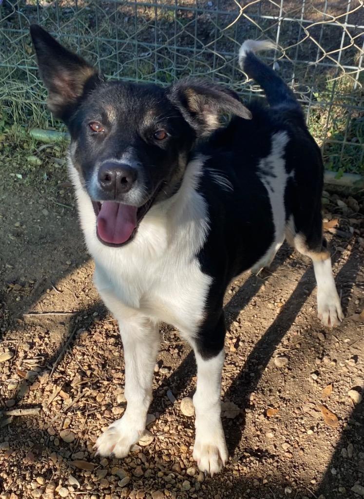 Enlarge Gravy, a Adoptable mixed breed in Lockhart, TX image 1/1
