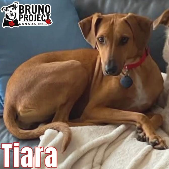 Tiara, Adopted, Young Female Mixed Breed.