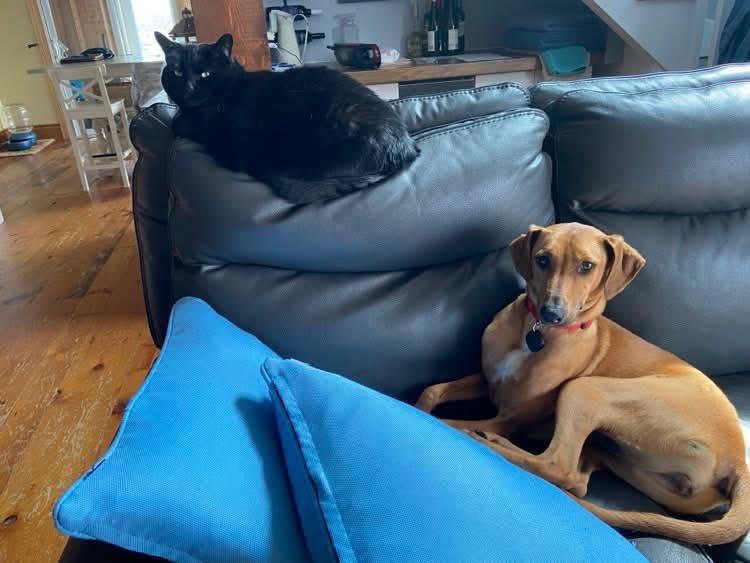 Enlarge Tiara, a Adopted Mixed Breed in St Catharines, ON image 2/4