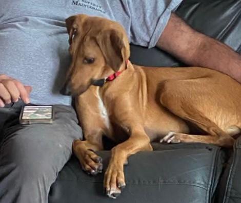 Enlarge Tiara, a Adopted Mixed Breed in St Catharines, ON image 3/4