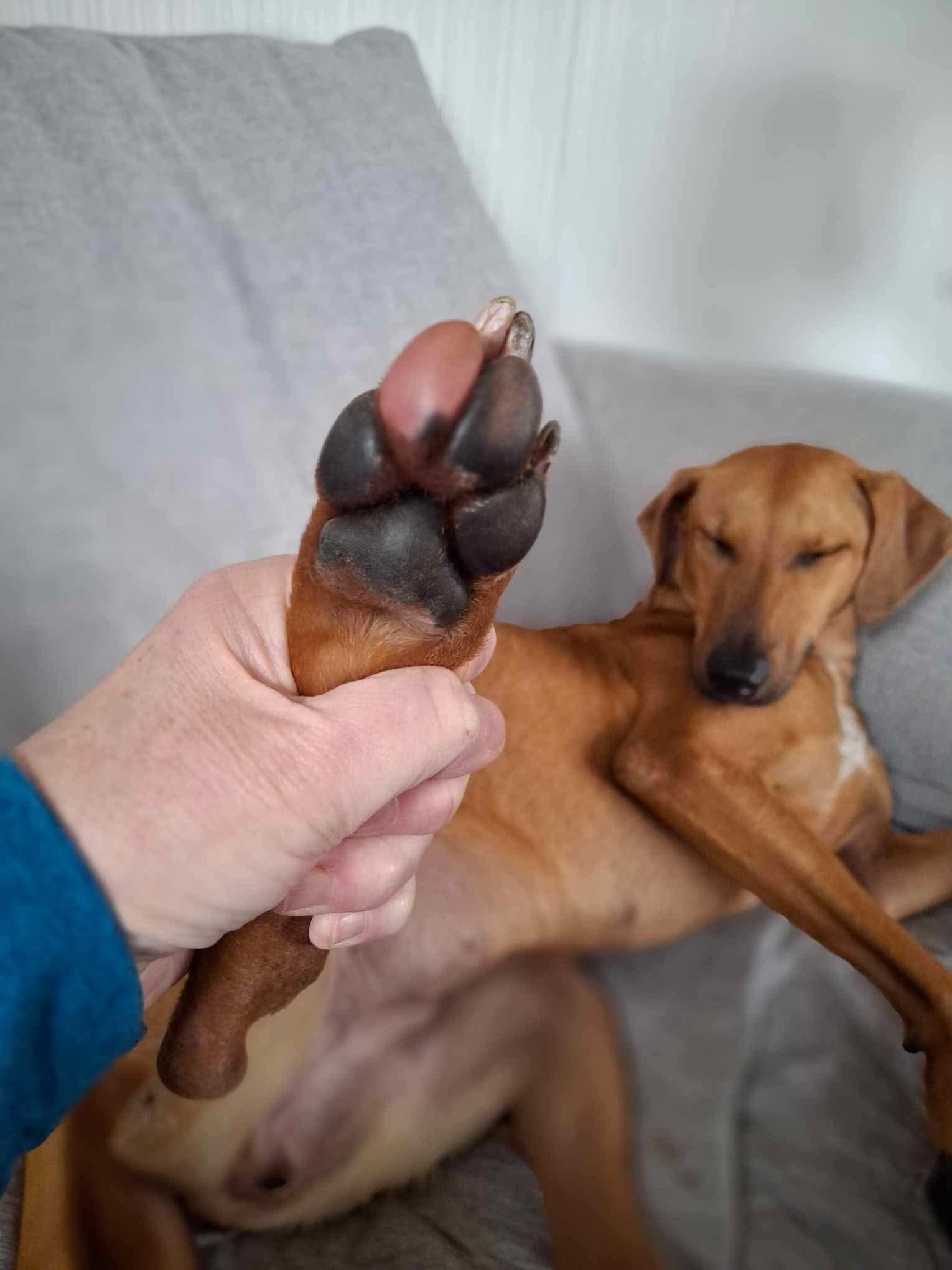 Tiara, Adopted, Young Female Mixed Breed.