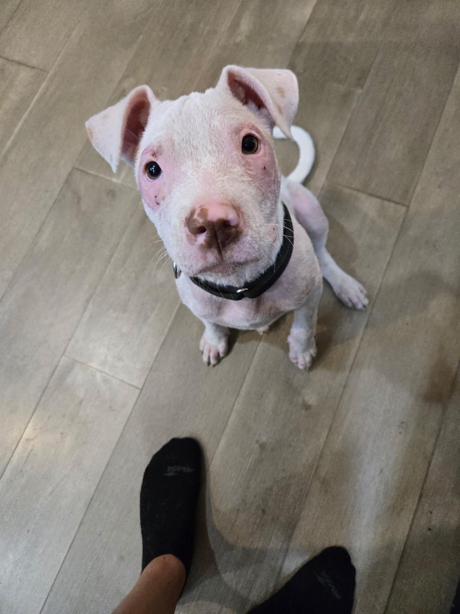 Enlarge Simon, a Adoptable mixed breed in Oswego, IL image 2/4