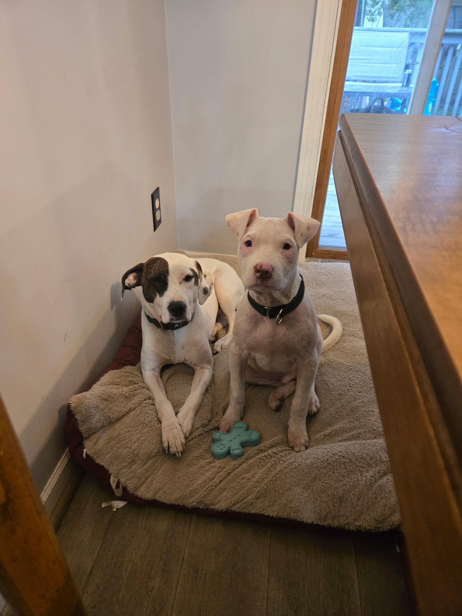 Enlarge Simon, a Adoptable mixed breed in Oswego, IL image 3/4