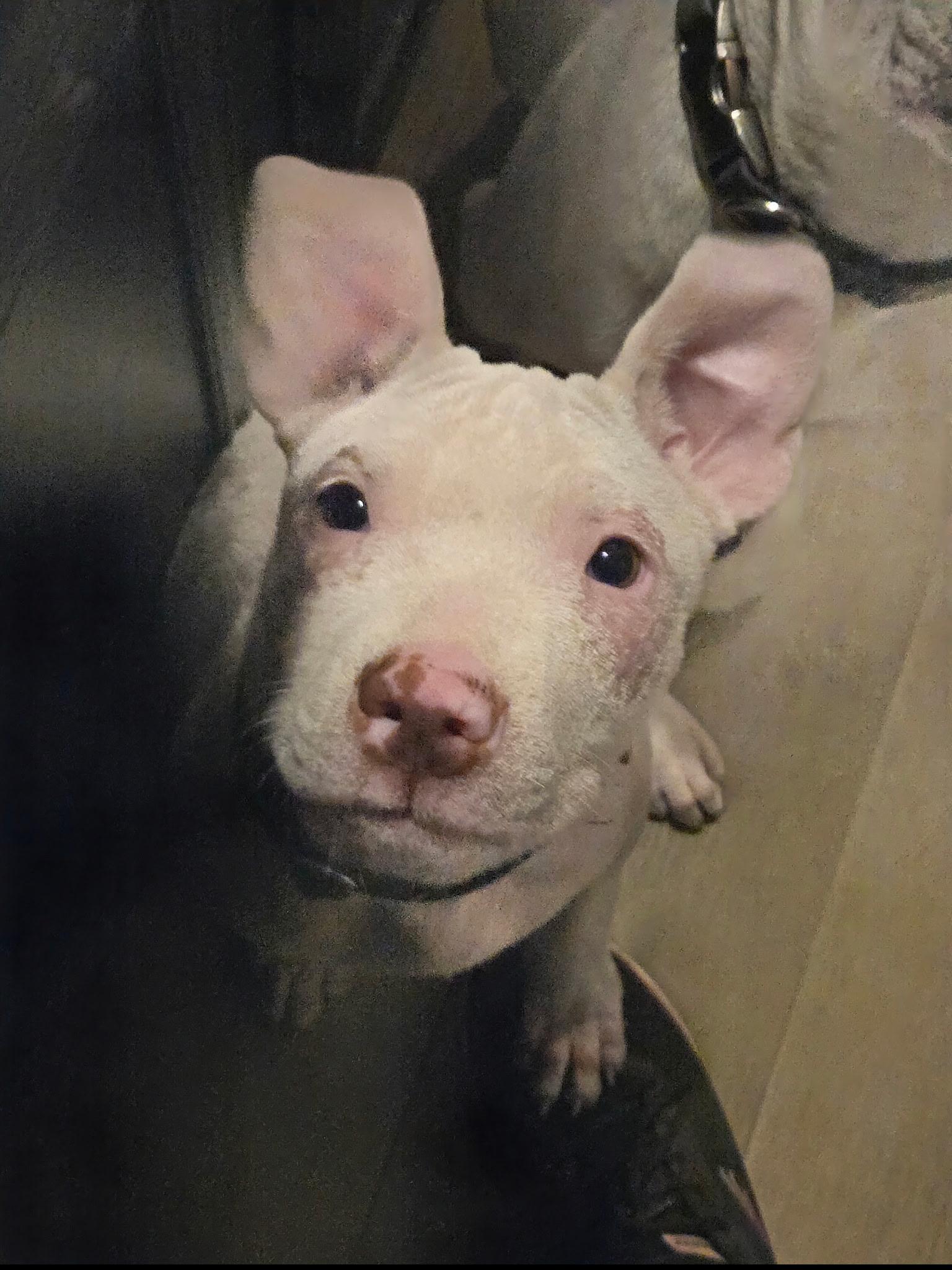 Enlarge Simon, a Adoptable mixed breed in Oswego, IL image 1/4