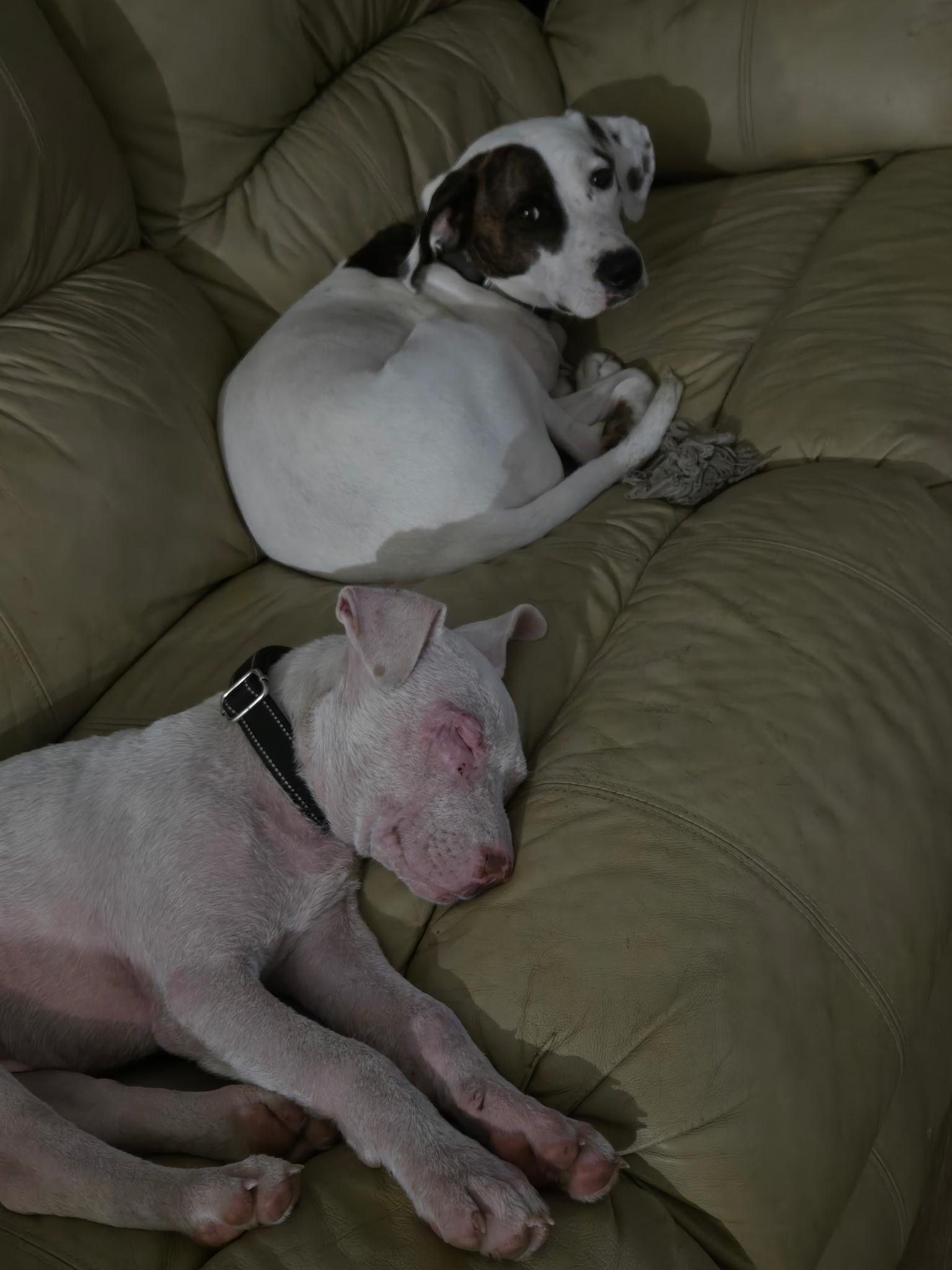 Enlarge Simon, a Adoptable mixed breed in Oswego, IL image 4/4