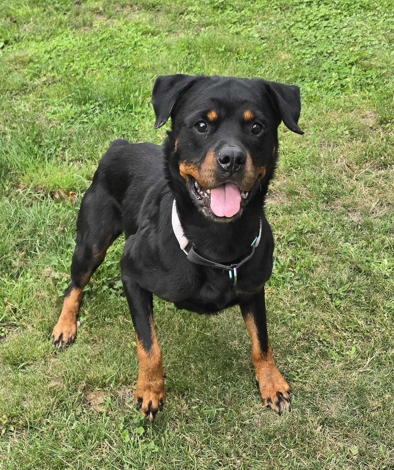 Rosie, Adoptable, Adult Female Rottweiler.