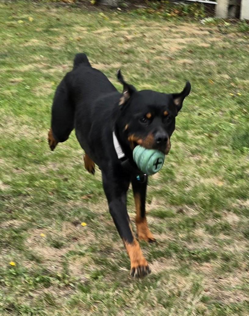 Enlarge Rosie, a Adoptable Rottweiler in Puyallup, WA image 3/4