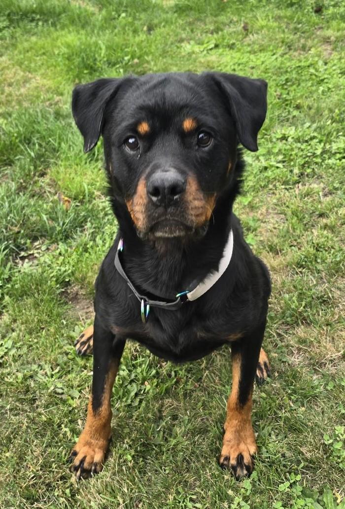 Enlarge Rosie, a Adoptable Rottweiler in Puyallup, WA image 4/4