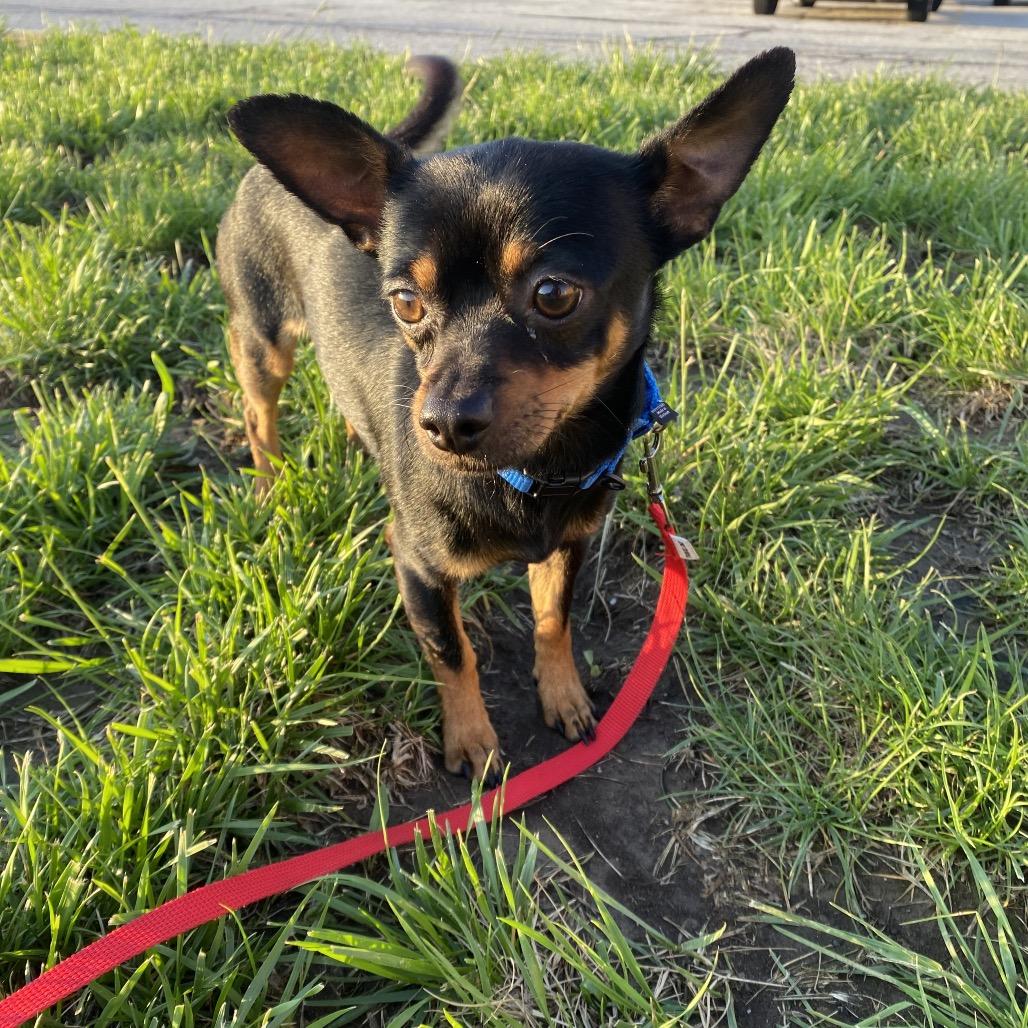 Roscoe, a Adoptable mixed breed in Kansas City, MO image 2/4