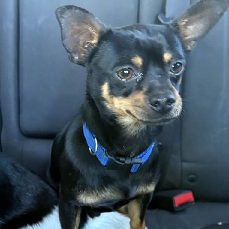 Roscoe, a Adoptable mixed breed in Kansas City, MO image 3/4