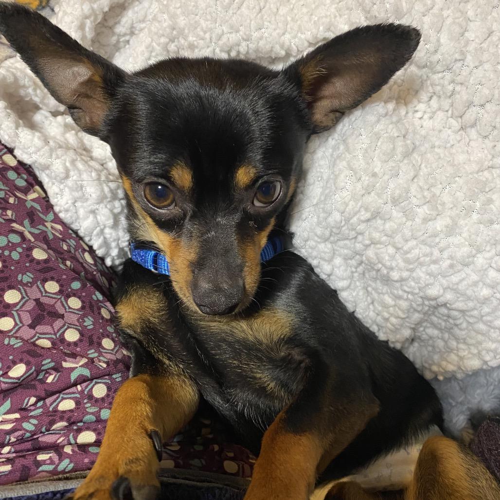 Roscoe, a Adoptable mixed breed in Kansas City, MO image 4/4