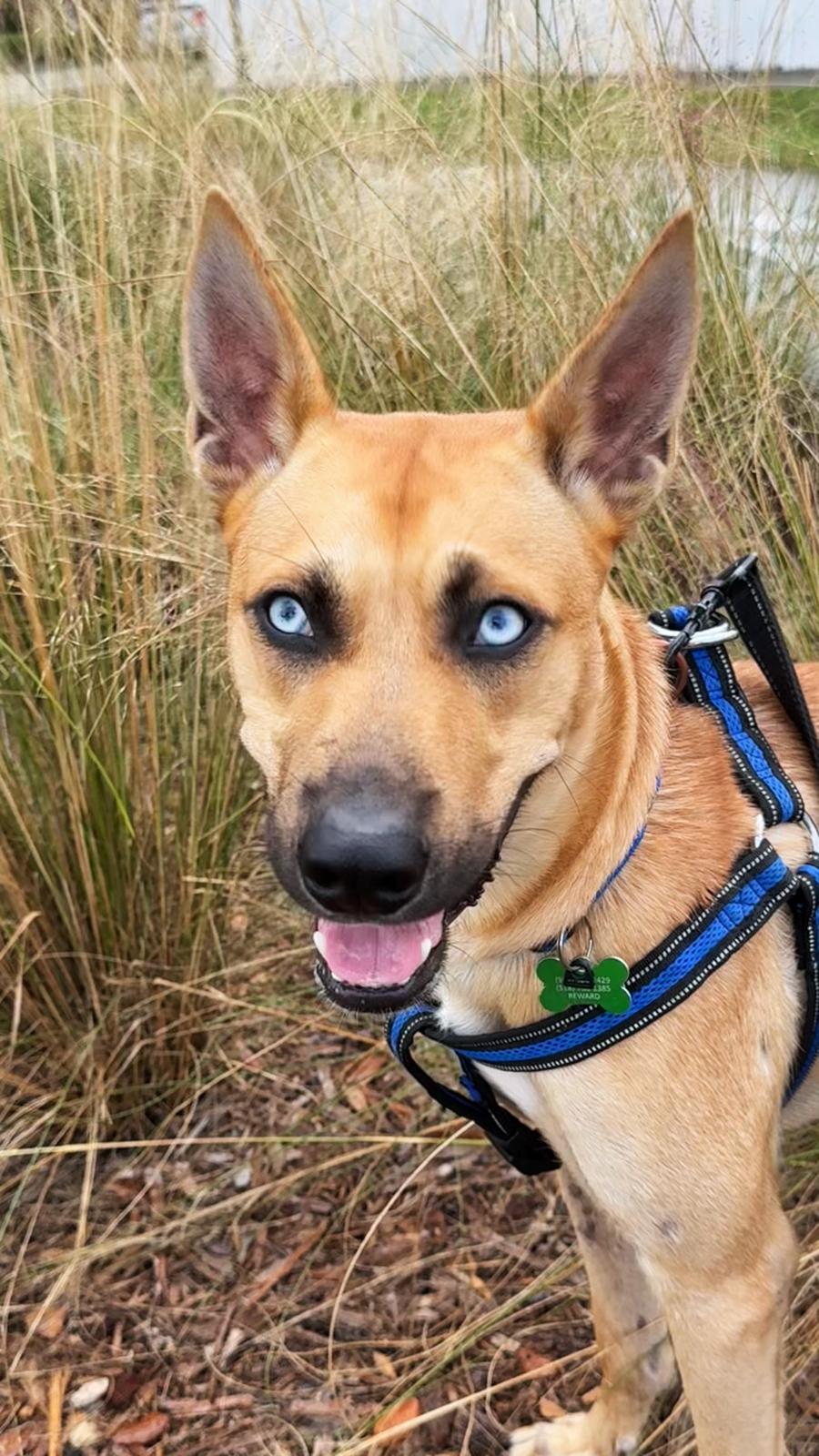 Argos, Adoptable, Young Male Belgian Shepherd / Malinois & Carolina Dog.