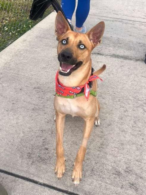 Argos, Adoptable, Young Male Belgian Shepherd / Malinois & Carolina Dog.