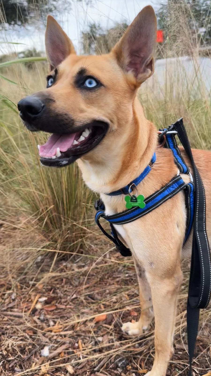 Argos, a Adoptable mixed breed in Pompano Beach, FL image 2/3