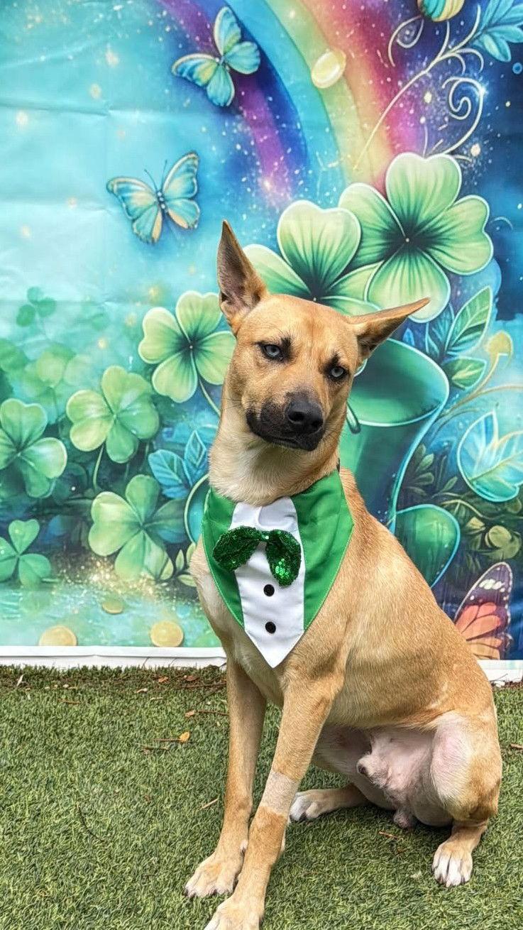 Argos, Adoptable, Young Male Belgian Shepherd / Malinois & Carolina Dog.