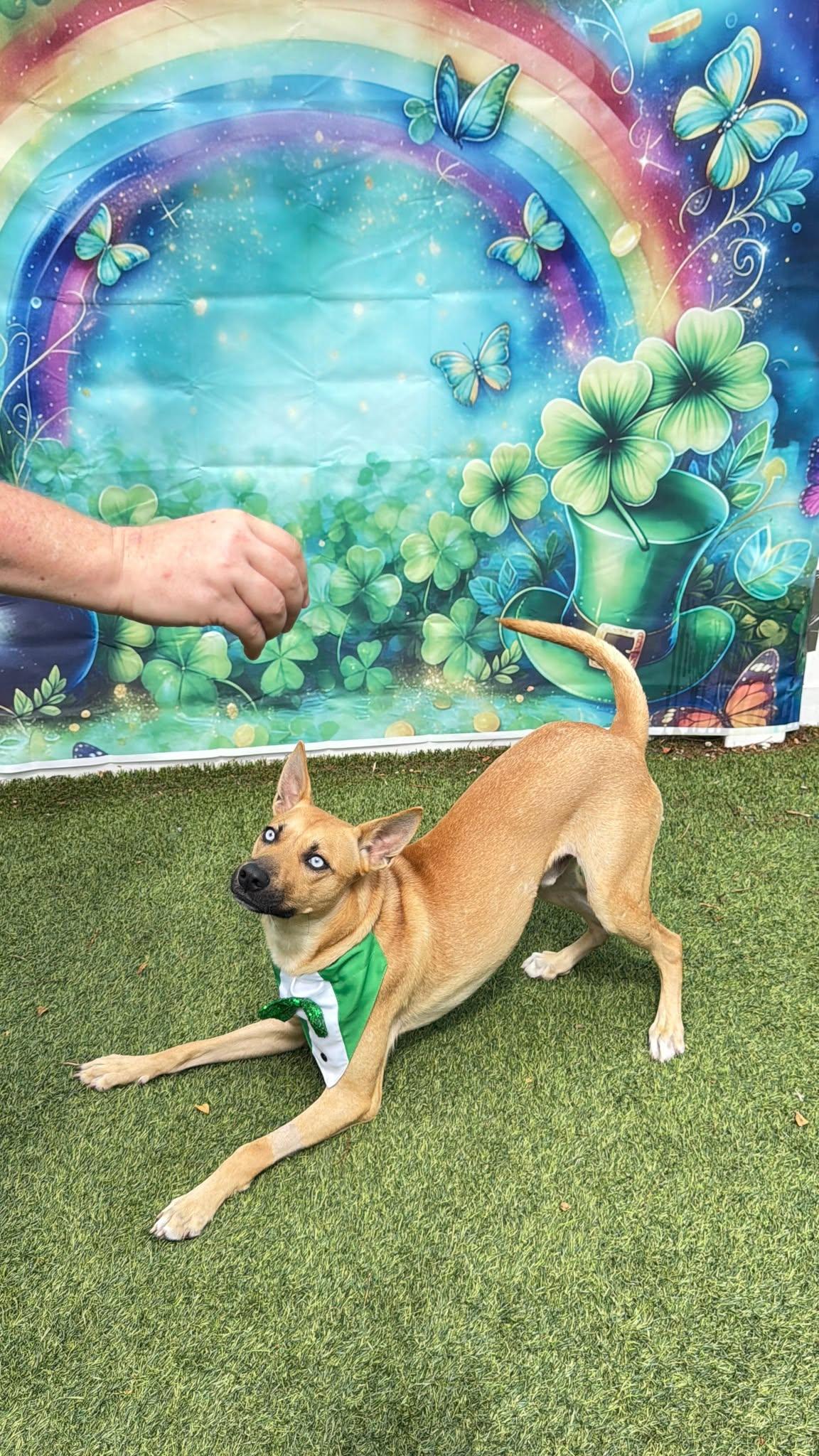 Enlarge Argos, a Adoptable mixed breed in Pompano Beach, FL image 2/3