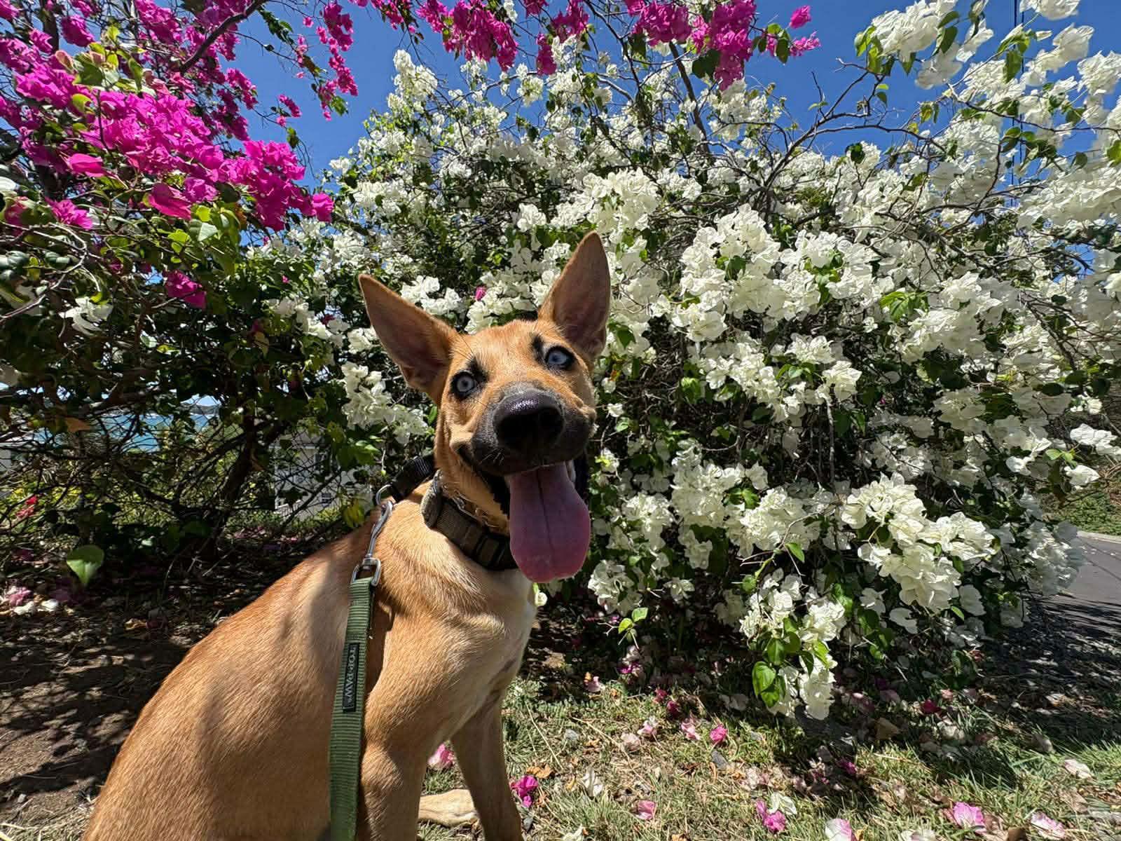 Argos, a Adoptable mixed breed in Pompano Beach, FL image 3/3