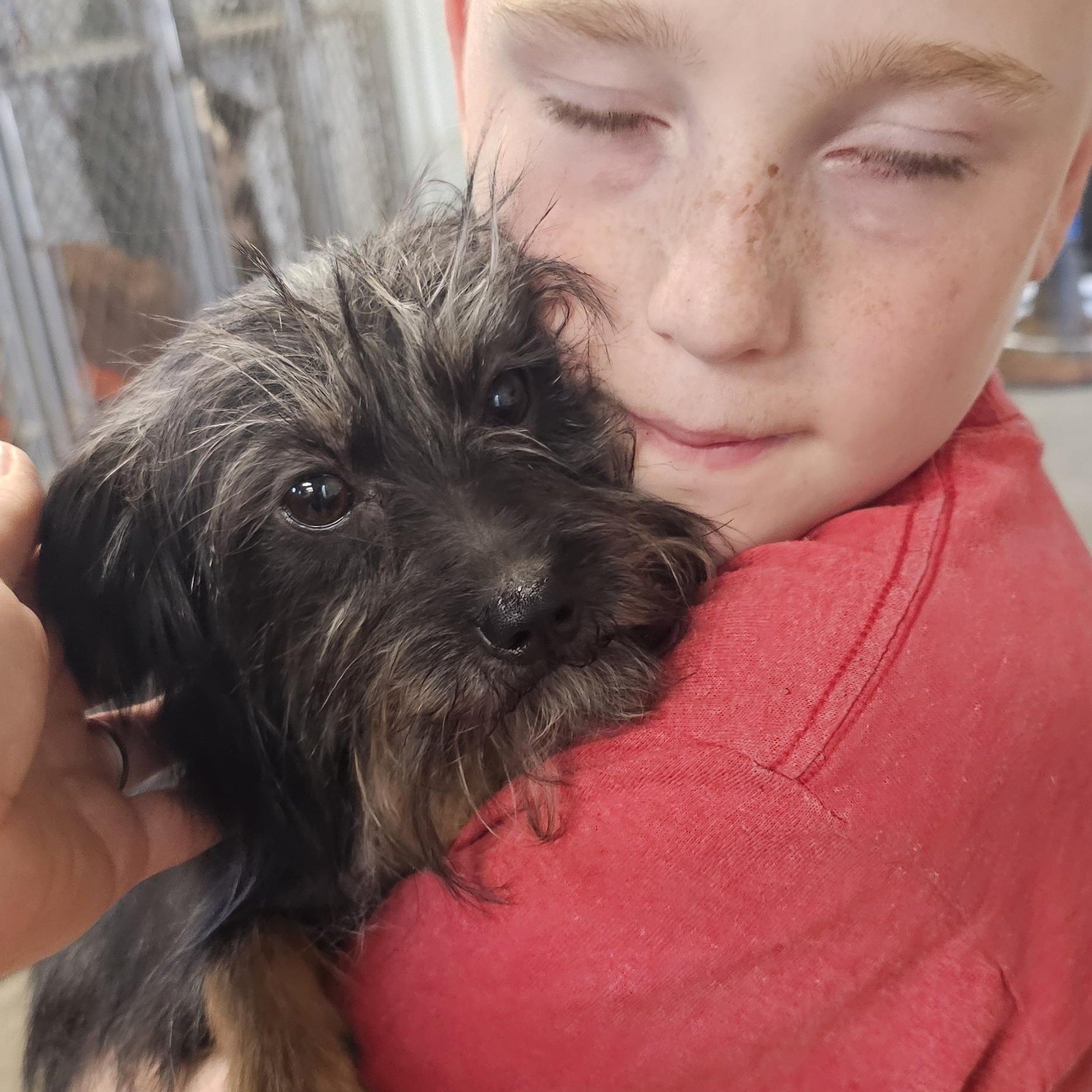 Enlarge Toto, a Adoptable mixed breed in Columbia, MO image 5/5