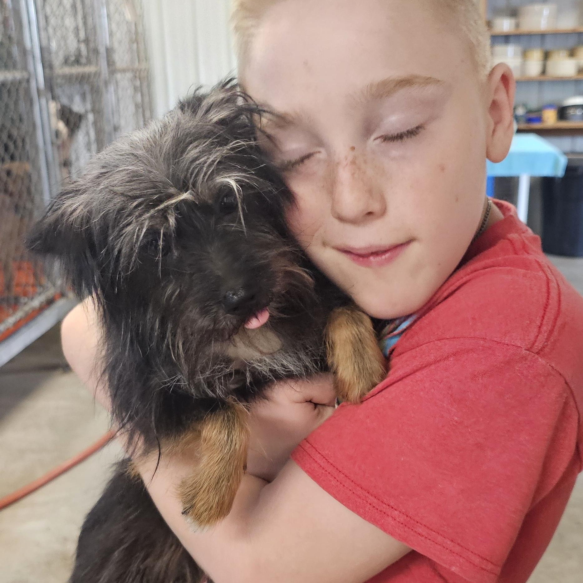 Enlarge Toto, a Adoptable mixed breed in Columbia, MO image 4/5